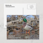 Carte postale Mallard (Devant / Derrière)
