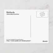 Carte postale Mallard (Dos)