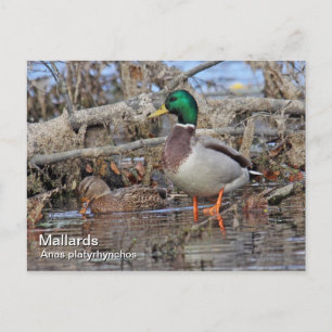 Carte postale Mallard