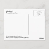 Carte postale Mallard (Dos)