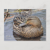 Carte postale Mallard (Devant)