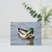 Carte Postale Mallard (Debout devant)