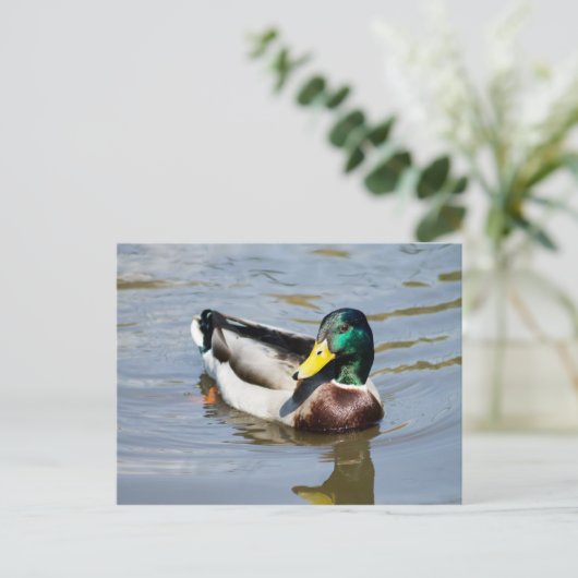 Carte Postale Mallard (Debout devant)