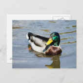 Carte Postale Mallard (Devant / Derrière)