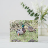 Carte Postale Mallard Couple (Debout devant)