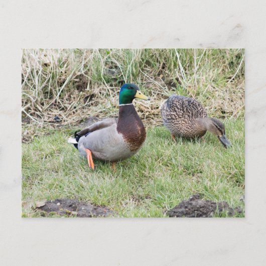 Carte Postale Mallard Couple (Devant)