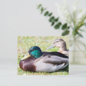 Carte Postale Mallard Couple (Debout devant)