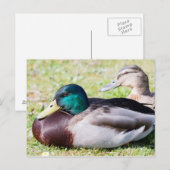 Carte Postale Mallard Couple (Devant / Derrière)