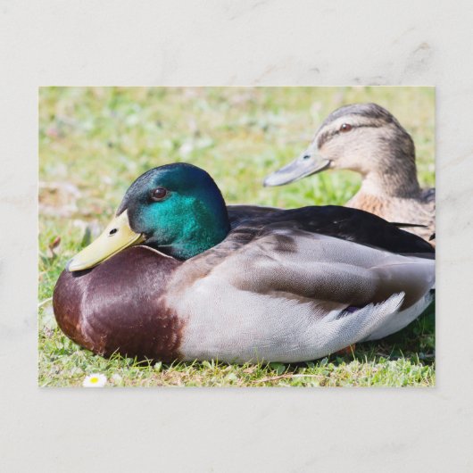 Carte Postale Mallard Couple (Devant)
