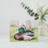 Carte Postale Mallard Couple (Debout devant)