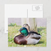 Carte Postale Mallard Couple (Devant / Derrière)