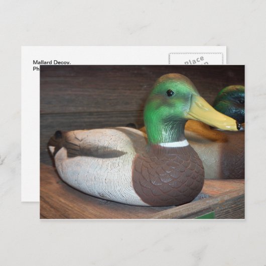 Carte Postale Mallard Decoy (Devant / Derrière)