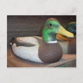 Carte Postale Mallard Decoy (Devant)