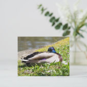 Carte Postale Mallard dormant (Debout devant)
