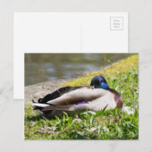 Carte Postale Mallard dormant (Devant / Derrière)