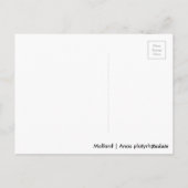 Carte Postale Mallard dormant (Dos)