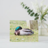 Carte Postale Mallard dormant (Debout devant)
