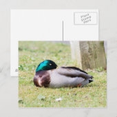 Carte Postale Mallard dormant (Devant / Derrière)