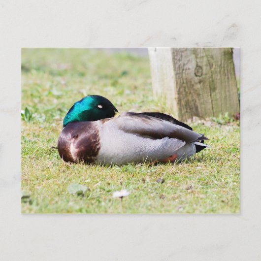 Carte Postale Mallard dormant (Devant)