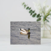 Carte Postale Mallard Drake (Debout devant)