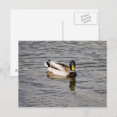 Carte Postale Mallard Drake (Devant / Derrière)