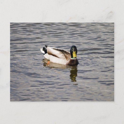 Carte Postale Mallard Drake (Devant)