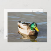 Carte postale Mallard Drake (Devant / Derrière)