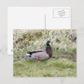 Carte Postale Mallard Drake (Devant / Derrière)