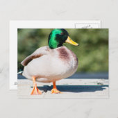 Carte Postale Mallard Drake (Devant / Derrière)