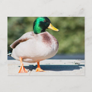 Carte Postale Mallard Drake