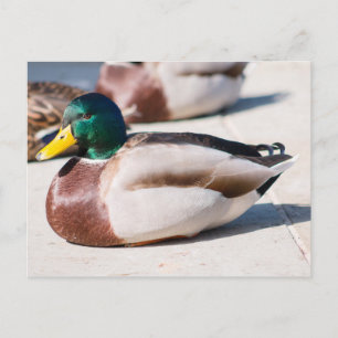 Carte Postale Mallard Drake