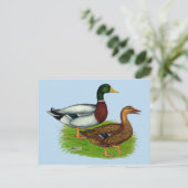 Carte Postale Mallard Drake et Duck (Debout devant)