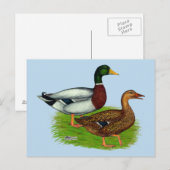 Carte Postale Mallard Drake et Duck (Devant / Derrière)