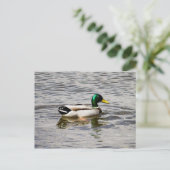 Carte Postale Mallard Duck (Debout devant)
