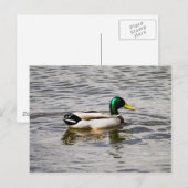 Carte Postale Mallard Duck (Devant / Derrière)