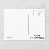 Carte Postale Mallard Duck (Dos)