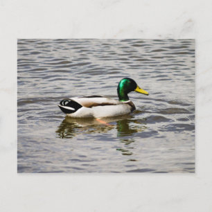 Carte Postale Mallard Duck