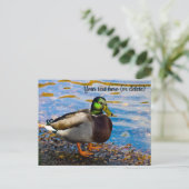 Carte postale Mallard Duck (Debout devant)