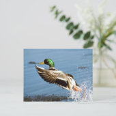 Carte Postale Mallard Duck (Debout devant)