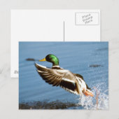 Carte Postale Mallard Duck (Devant / Derrière)