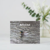 Carte postale Mallard Duck (Debout devant)