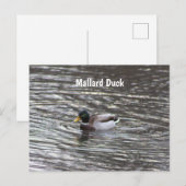 Carte postale Mallard Duck (Devant / Derrière)