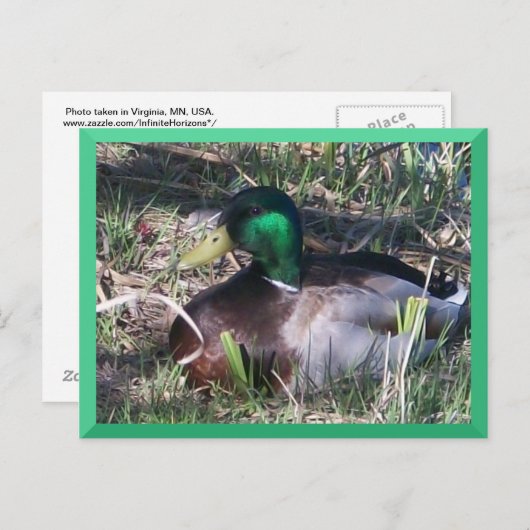 Carte postale Mallard Duck (Devant / Derrière)