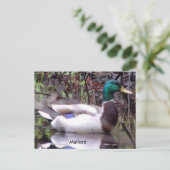 Carte Postale Mallard Duck (Debout devant)