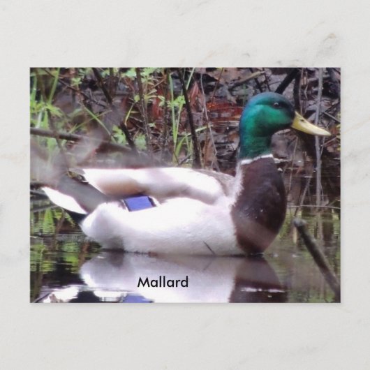 Carte Postale Mallard Duck (Devant)