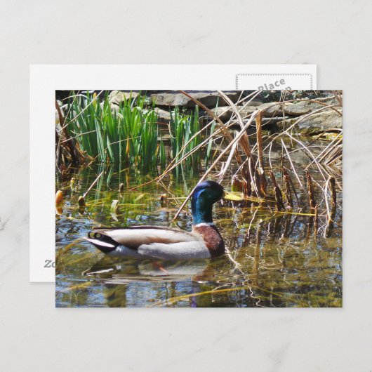 Carte Postale Mallard Duck (Devant / Derrière)