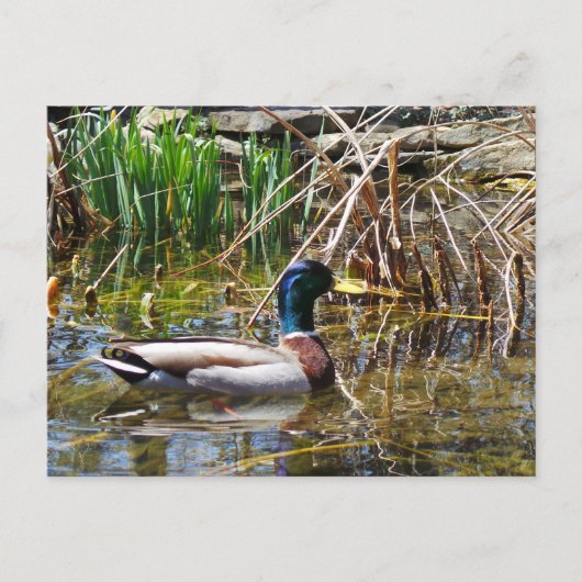 Carte Postale Mallard Duck (Devant)