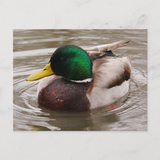 Carte postale Mallard Duck (Devant)