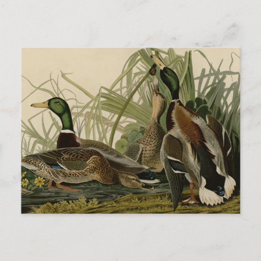 Carte Postale Mallard Duck (Devant)