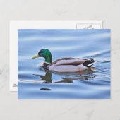 Carte Postale Mallard Duck (Devant / Derrière)